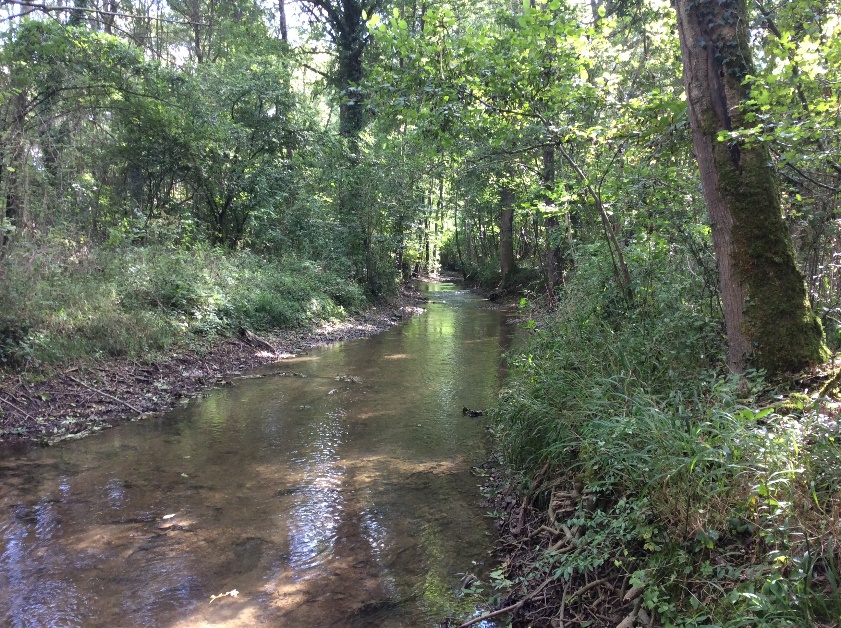 Le Vernisson traversant un boisement à Cortrat