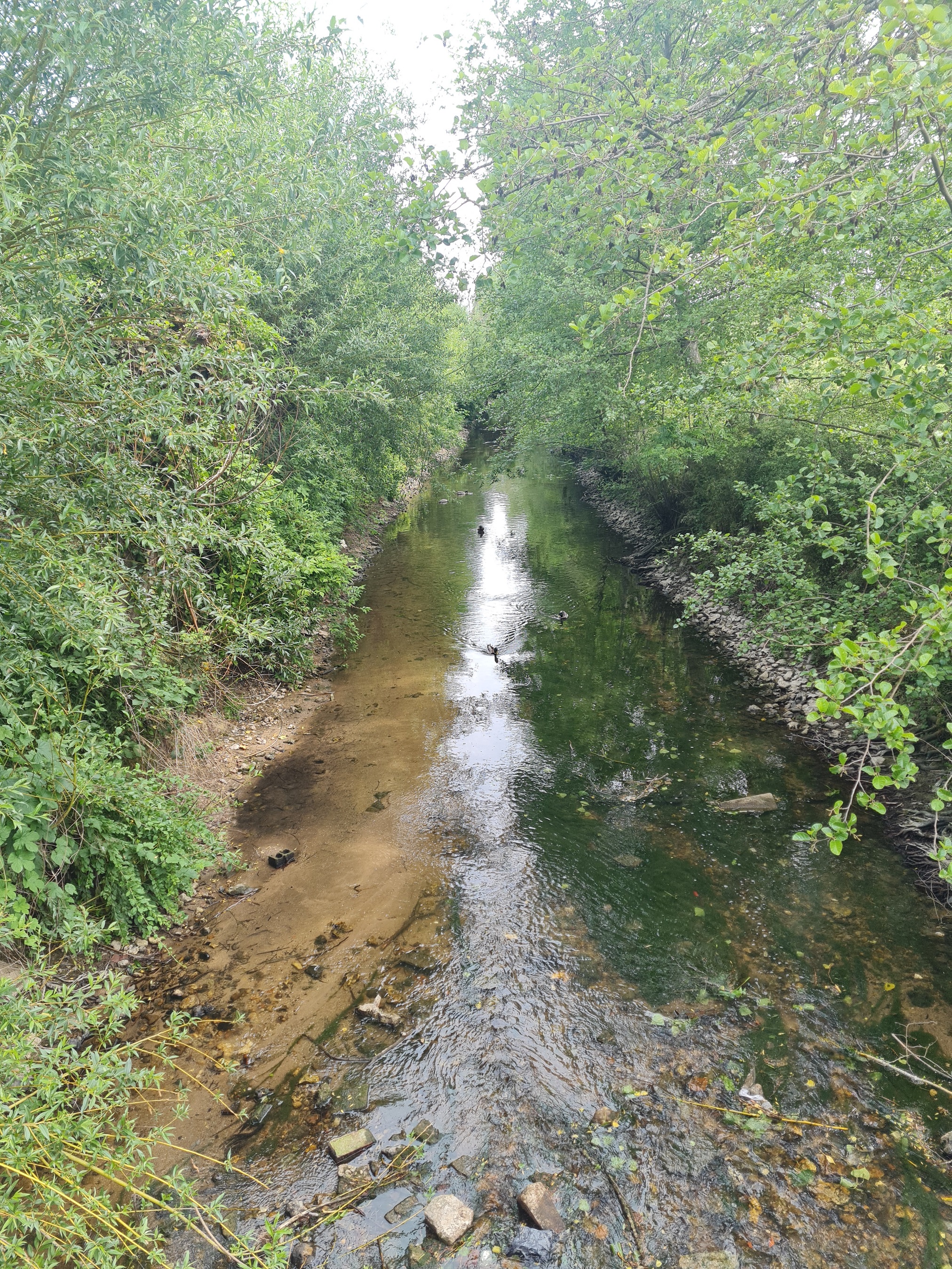 Le Solin avant les travaux de renaturation à Châlette-sur-Loing - 12/05/2023